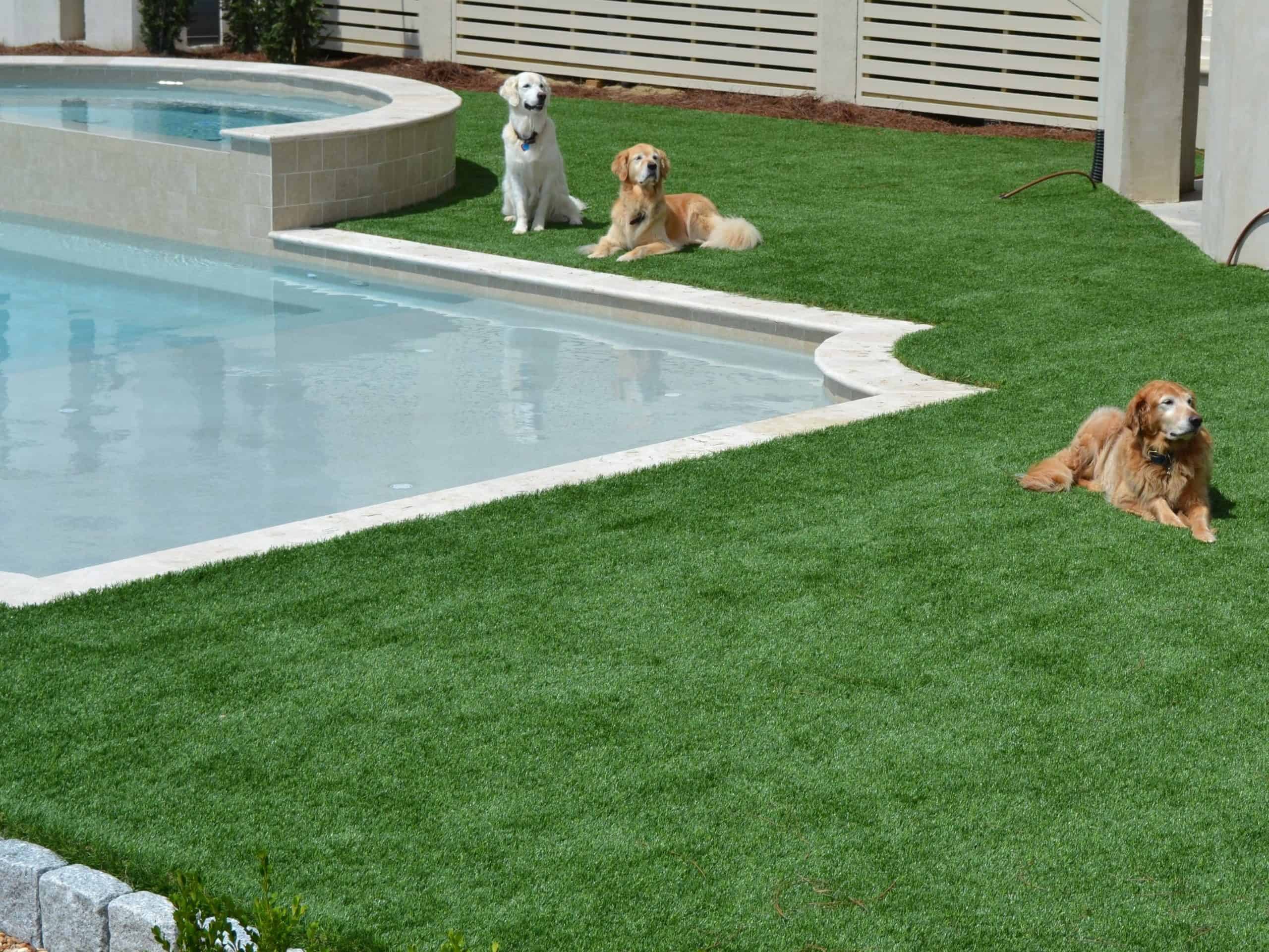 Dogs relaxing on artificial turf next to pool